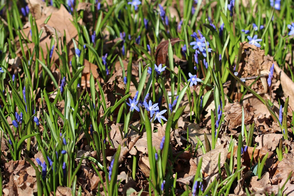 Zweiblättrige Blaustern (Scilla bifolia), Frühlingsblüher