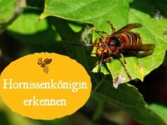 Hornissenkönigin erkennen