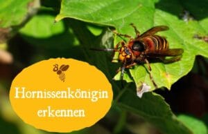 Hornissenkönigin erkennen