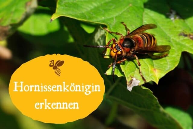 Hornissenkönigin erkennen