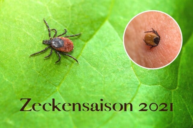 Zeckensaison 2021
