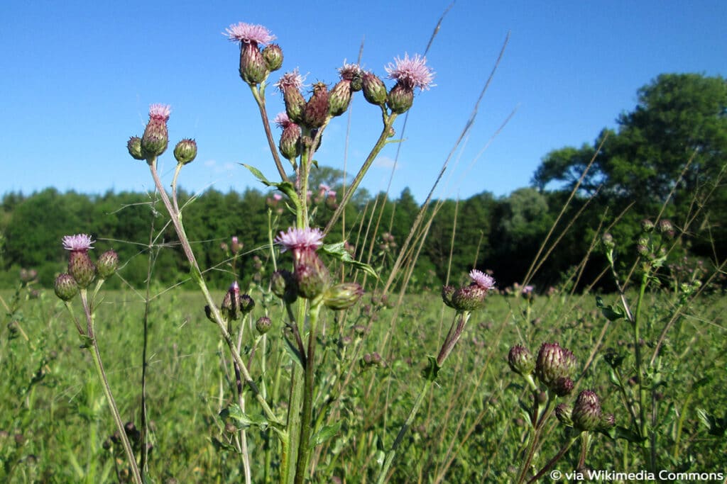 Acker-Kratzdistel (Cirsium arvense)