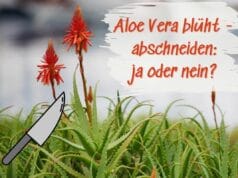 Aloe Vera Blüte abschneiden