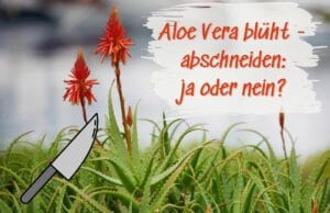 Aloe Vera Blüte abschneiden