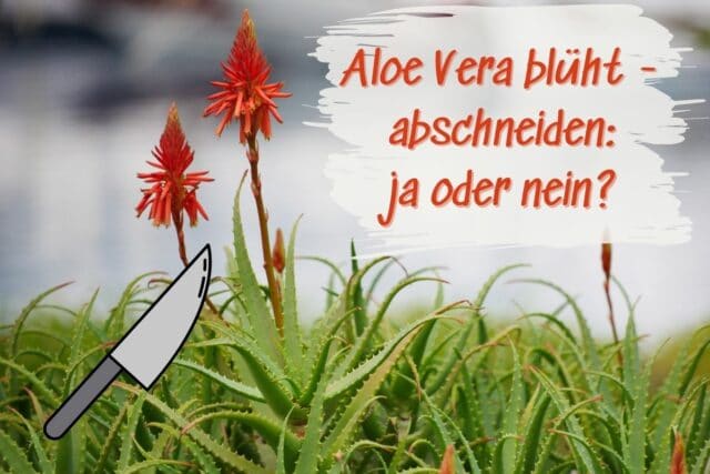 Aloe Vera Blüte abschneiden