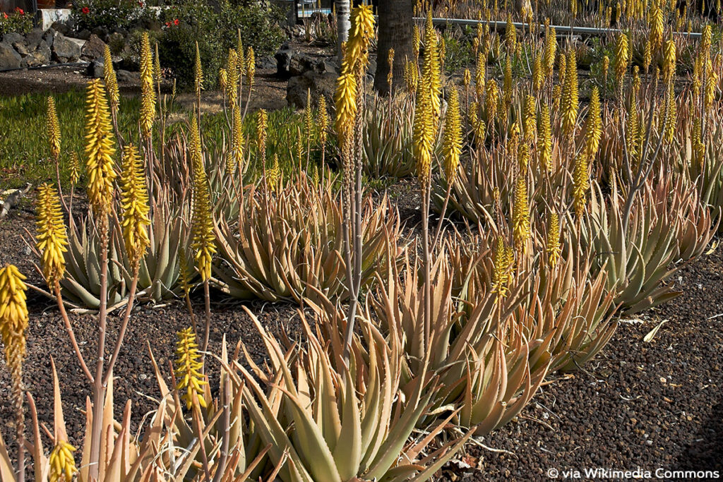 AloeVera blüht