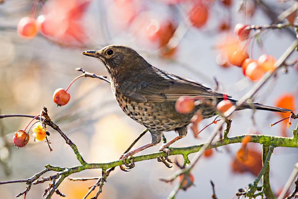 Amsel (Turdus merula)