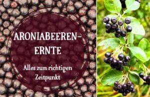 Aroniabeeren ernten