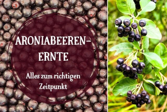 Aroniabeeren ernten