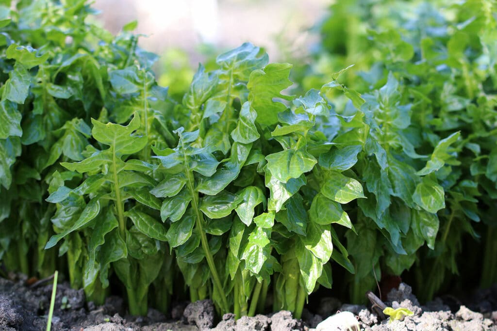 Balkan-Bärenklaue (Acanthus hungaricus), winterharte Stauden