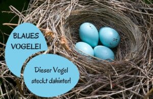 Blaues Vogelei