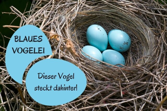 Blaues Vogelei