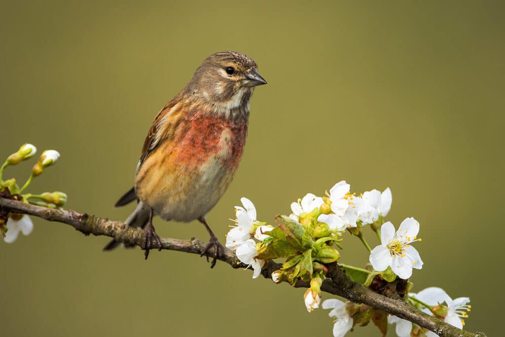 Bluthänfling - Linaria cannabina, Vogel rote Brust