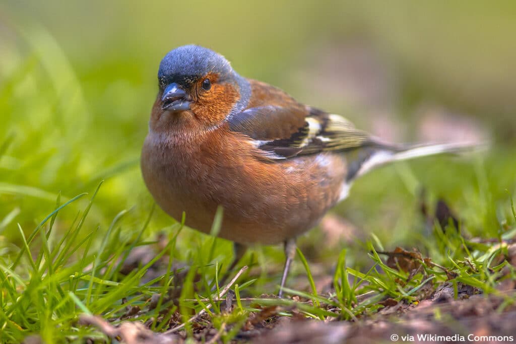 Buchfink - Fringilla coelebs