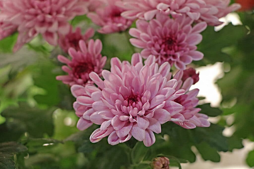 Chrysantheme (Chrysanthemum)