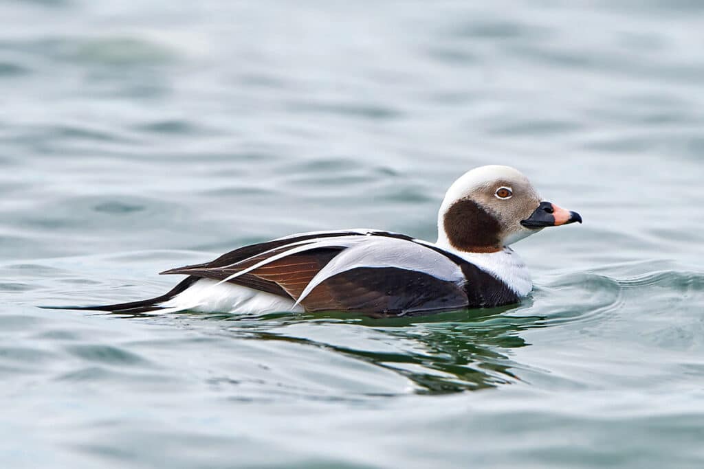 Eisente (Clangula hyemalis), Entenarten