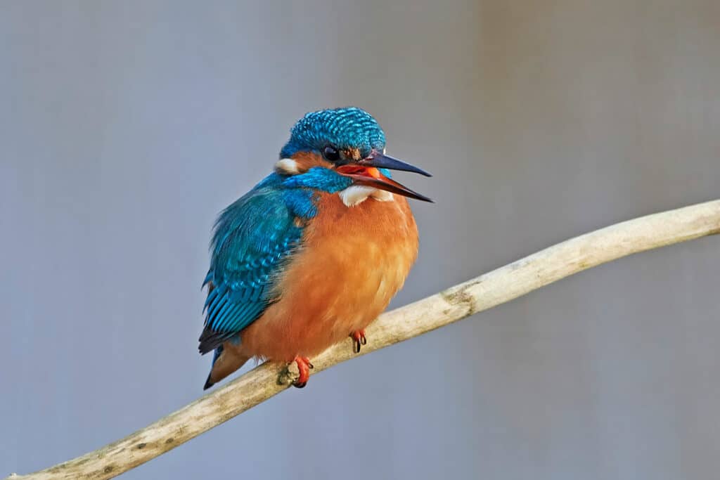 Eisvogel - Alcedo atthis, Vogel roter Bauch