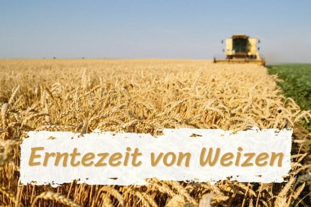 Erntezeit Weizen