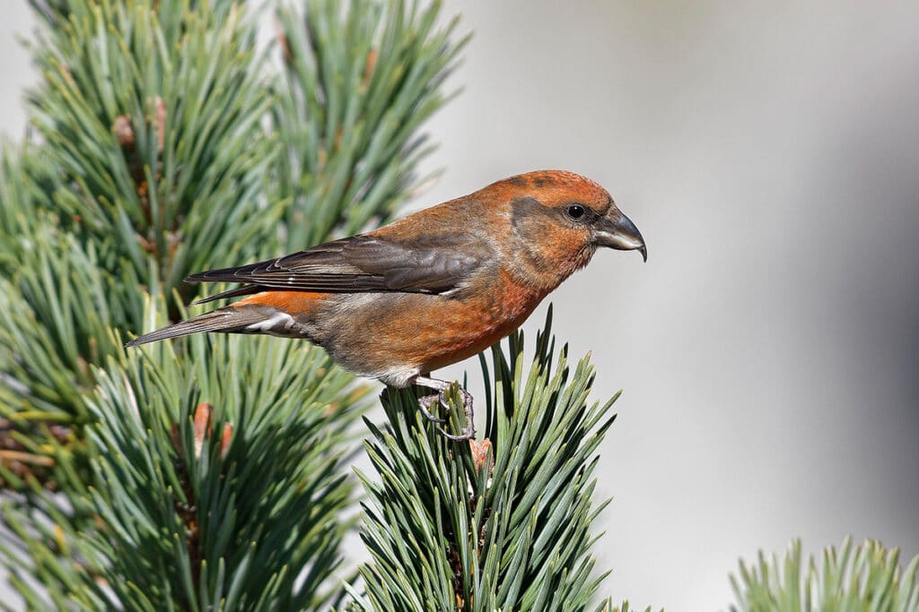 Fichtenkreuzschnabel - Loxia curvirostra, Vogel roter Bauch