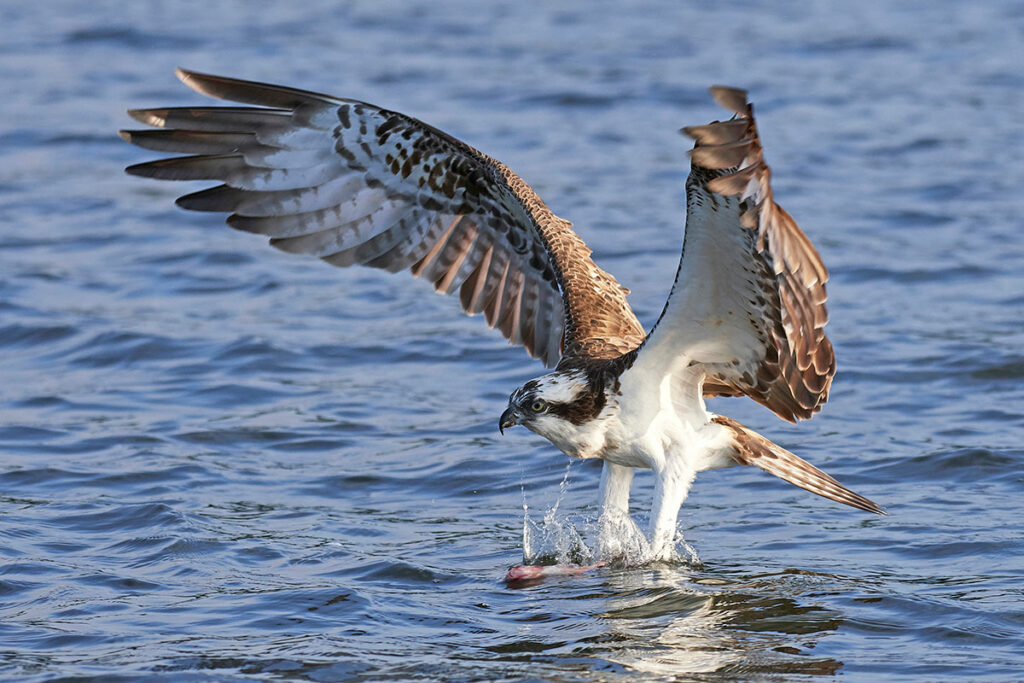 Fischadler (Pandion haliaetus)