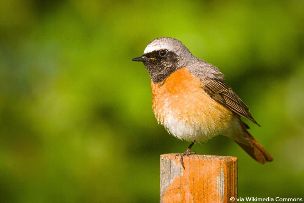 Gartenrotschwanz - Phoenicurus phoenicurus, roter Bauch