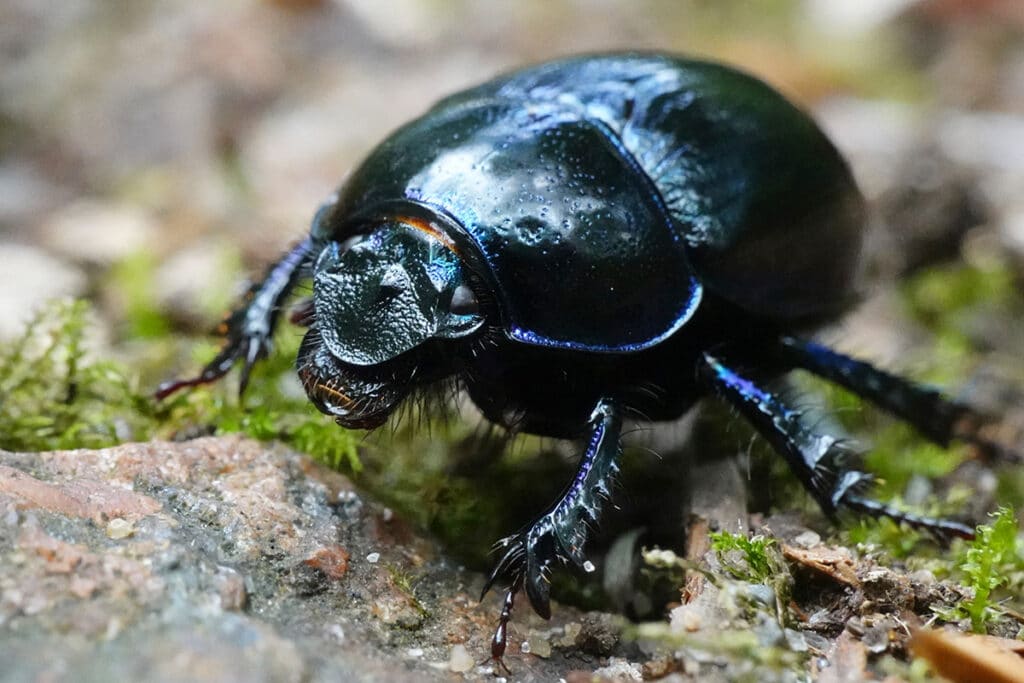 Gemeiner Mistkäfer (Geotrupes stercorarius)