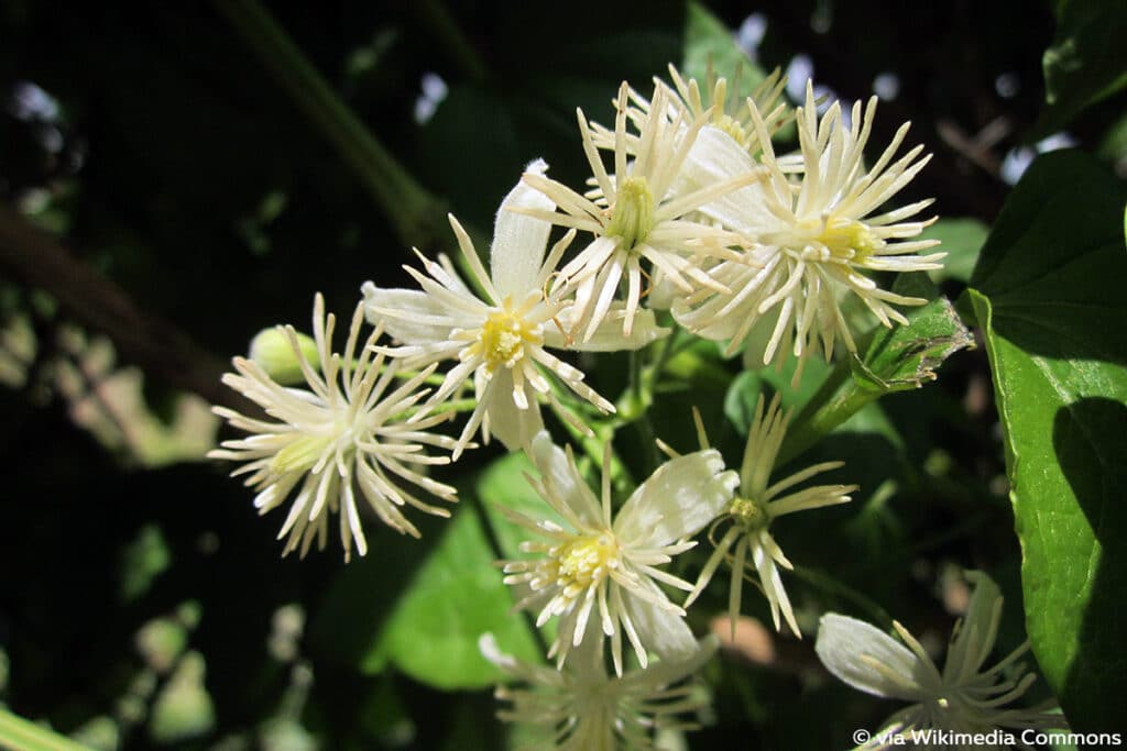 Gewöhnliche Waldrebe (Clematis vitalba)