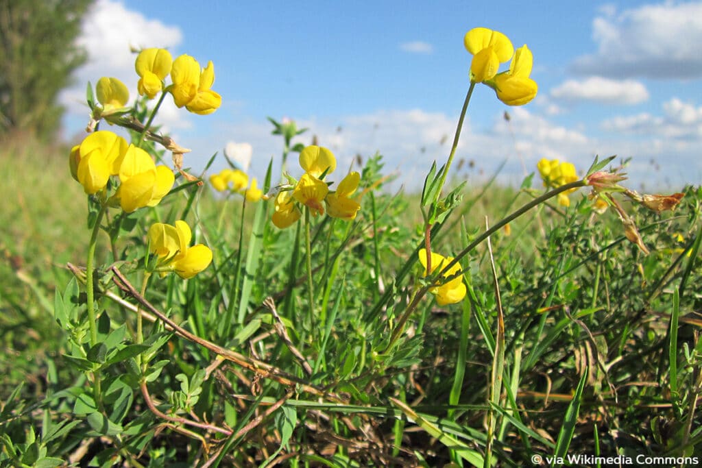 Gewöhnlicher Hornklee (Lotus corniculatus), Raupen Nahrungsquellen