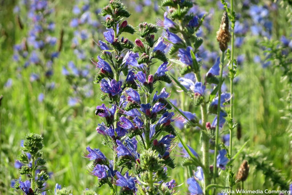 Gewöhnlicher Natternkopf (Echium vulgare)