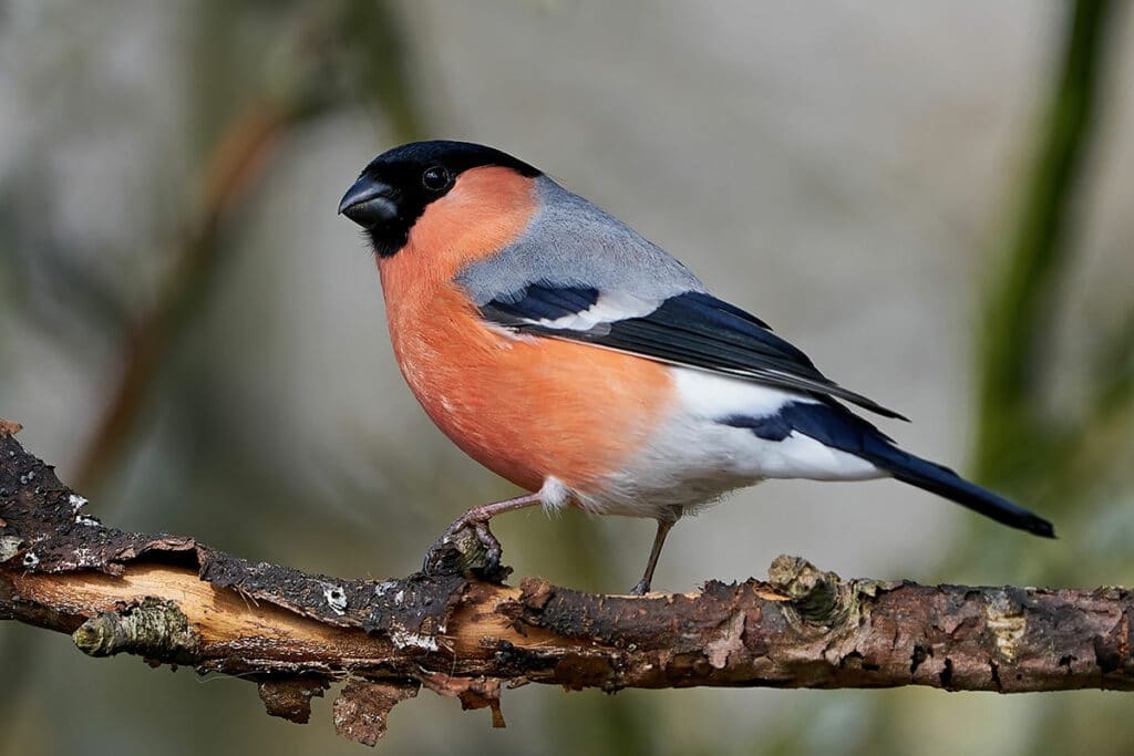 Gimpel – Pyrrhula pyrrhula, roter Bauch, Vogel