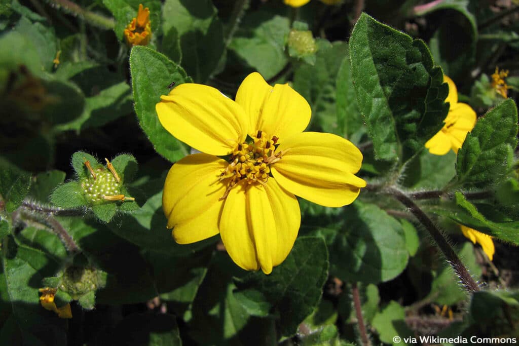 Goldkörbchen (Chrysogonum virginianum), winterharte Pflanzen