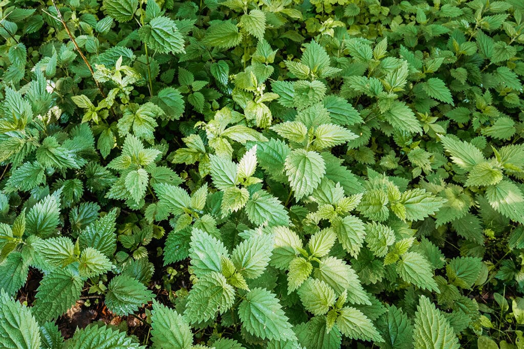 Große Brennnessel (Urtica dioica), Raupen Nahrungsquellen