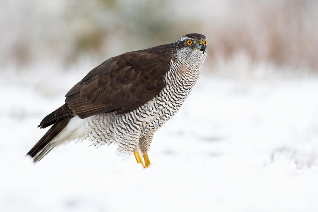 Habicht (Accipiter gentilis), Greifvögel