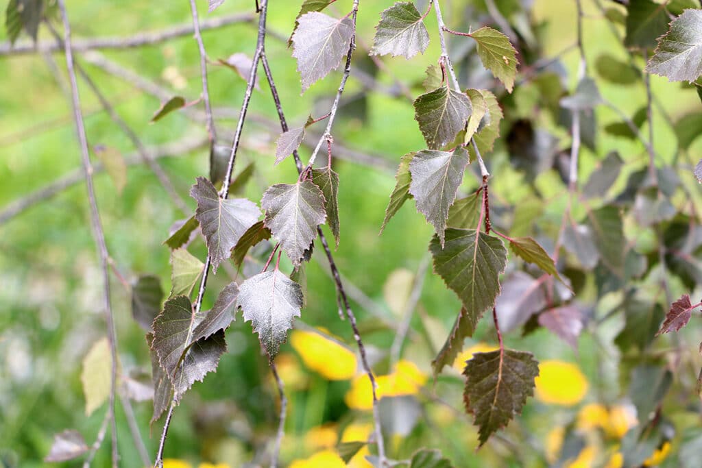 Hänge-Birke (Betula pendula) Purpurea, Raupen Nahrungsquellen