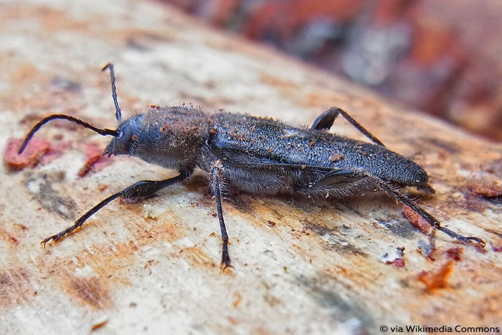 Hausbock (Hylotrupes bajulus)