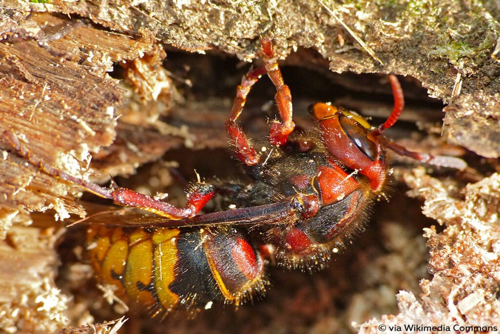 Vespa crabro (queen)