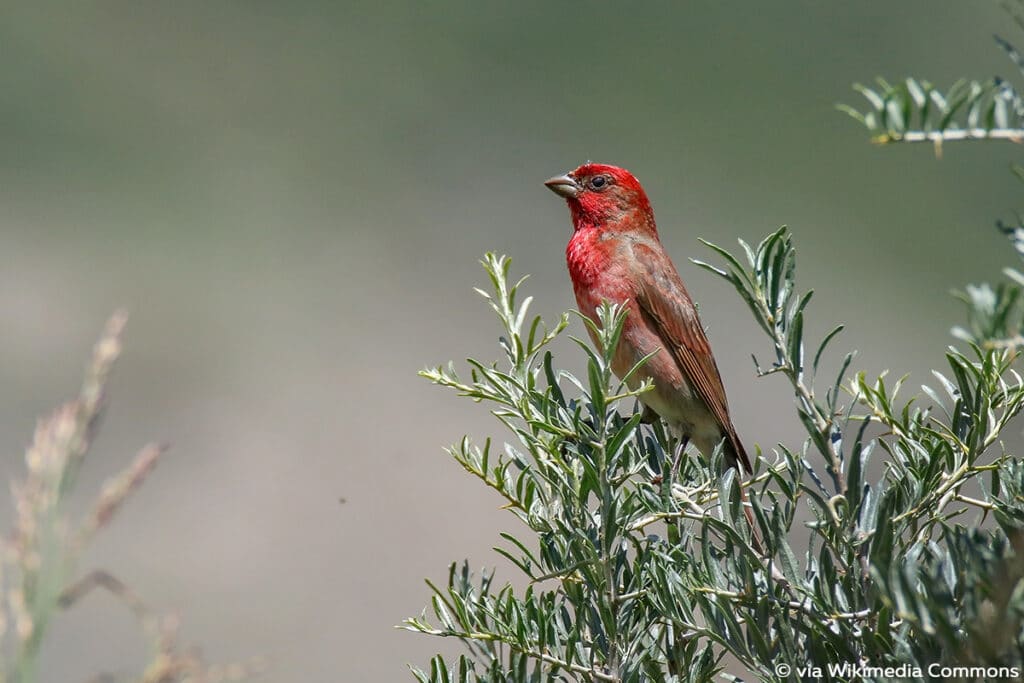 Karmingimpel - Carpodacus erythrinus