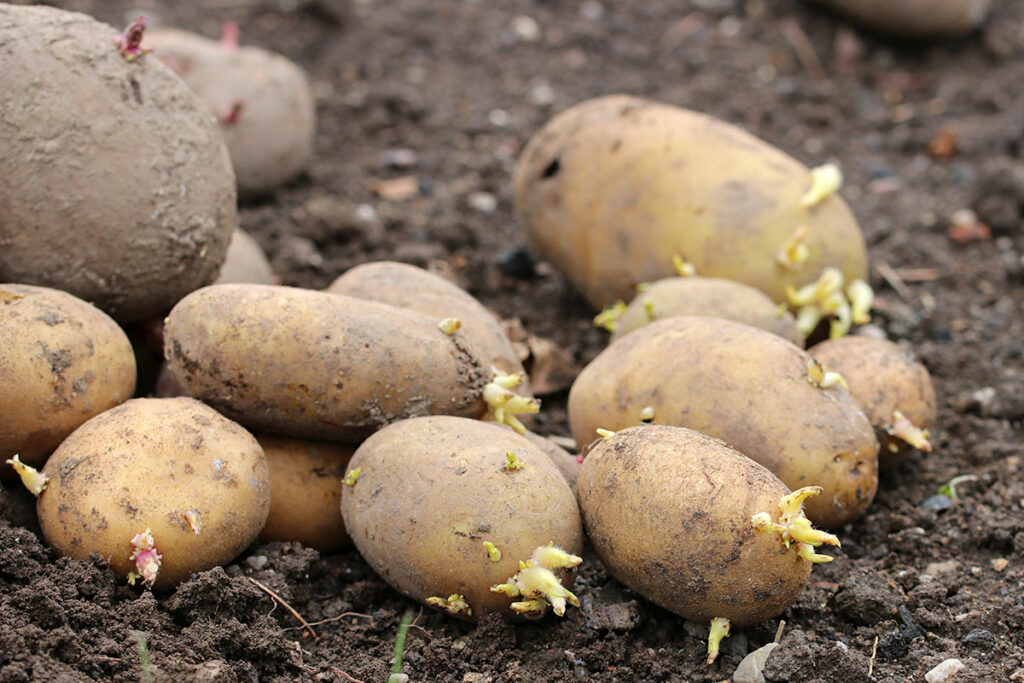 Solanum tuberosum