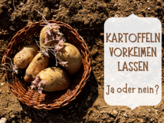 Kartoffeln vorkeimen