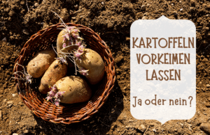 Kartoffeln vorkeimen