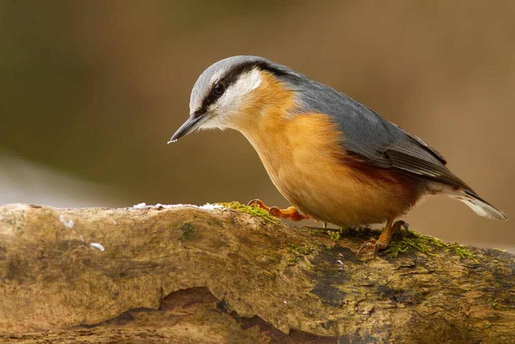 Kleiber – Sitta europaea