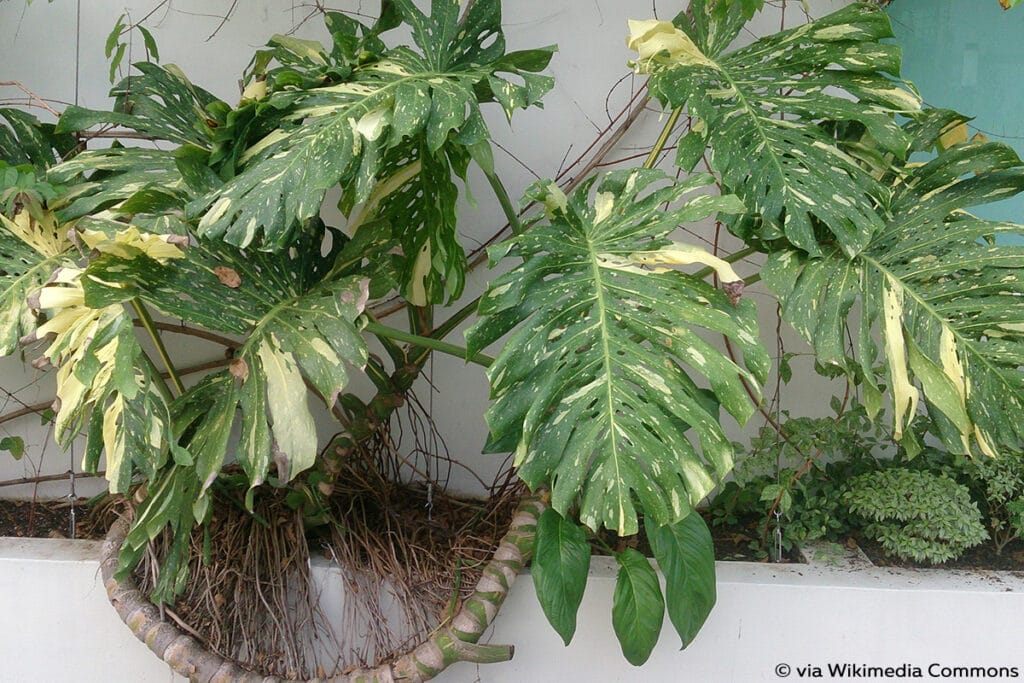 Köstliches Fensterblatt (Monstera deliciosa), Variegata