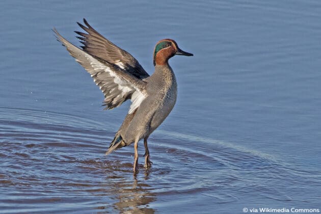 Entenarten in Deutschland: Enten hier bestimmen - Gartendialog.de