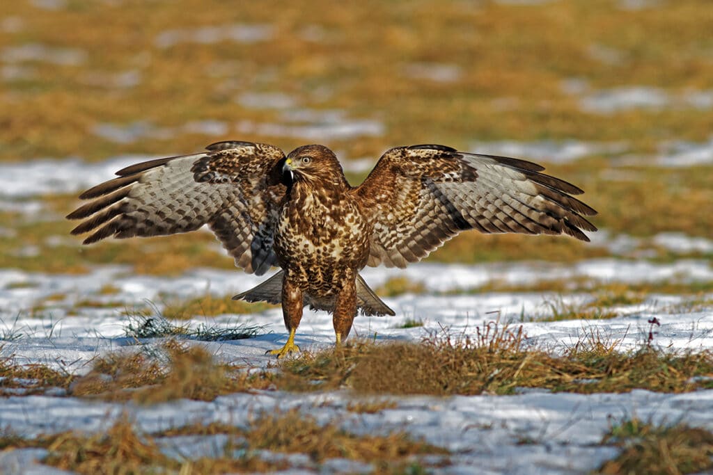 Mäusebussard (Buteo buteo), Greifvögel