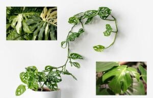 Monstera Sorten