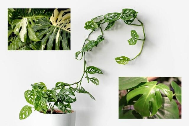 Monstera Sorten