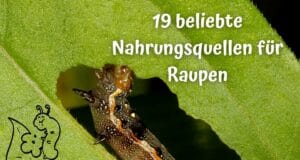 Nahrungsquellen Raupen