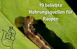 Nahrungsquellen Raupen