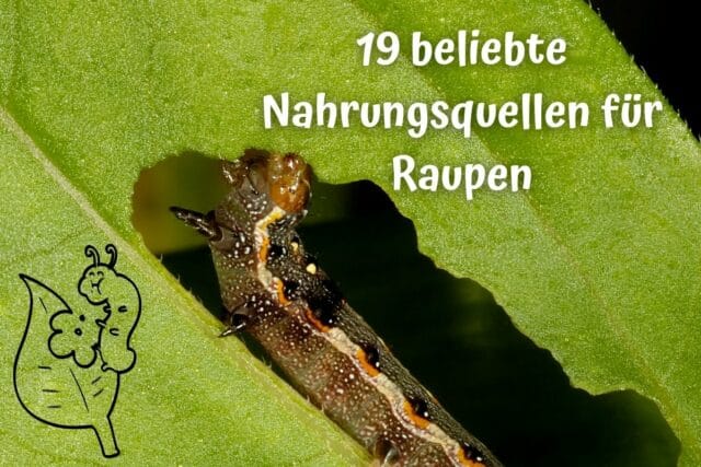 Nahrungsquellen Raupen