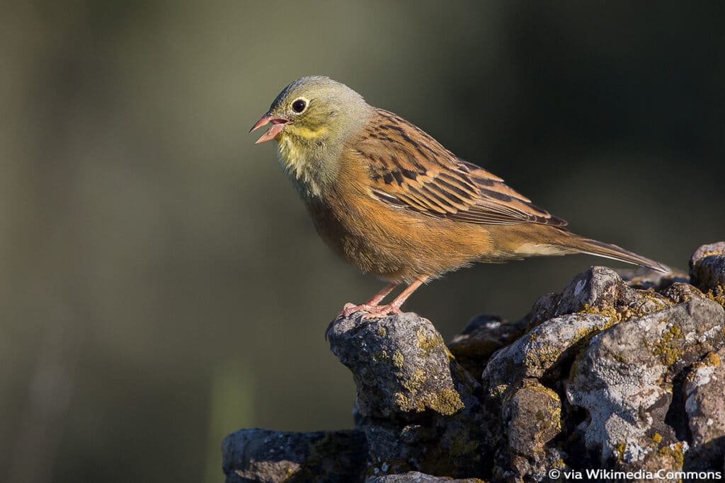 Ortolan - Emberiza hortulana